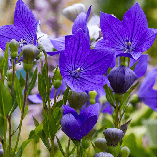 Blue Balloon Flower – 50 Seeds