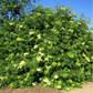 Blue Elderberry – 50 Seeds