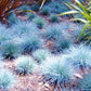 Blue Fescue Ornamental Grass Seeds - Perennial, Low Growing, Drought Tolerant