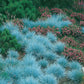 Blue Fescue Ornamental Grass Seeds - Perennial, Low Growing, Drought Tolerant