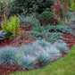 Blue Fescue Ornamental Grass Seeds - Perennial, Low Growing, Drought Tolerant