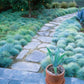 Blue Fescue Ornamental Grass Seeds - Perennial, Low Growing, Drought Tolerant