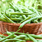 Blue Lake Bean (Pole) – 50 Seeds