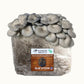 3 Pack - Lion's Mane, Pink, and Blue Oyster Mushroom Grow Kit Fruiting Block - 15 LBS