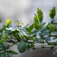 Blue Passionflower – 20 Seeds