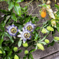 Blue Passionflower – 20 Seeds