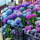 Blue Pink Purple Hydrangea Seeds- Beautiful and Hardy Perennial Flowers