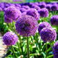 Blue Purple Giant Allium Seeds - Globemaster Allium Giganteum Flower Seeds