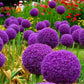 Blue Purple Giant Allium Seeds - Globemaster Allium Giganteum Flower Seeds