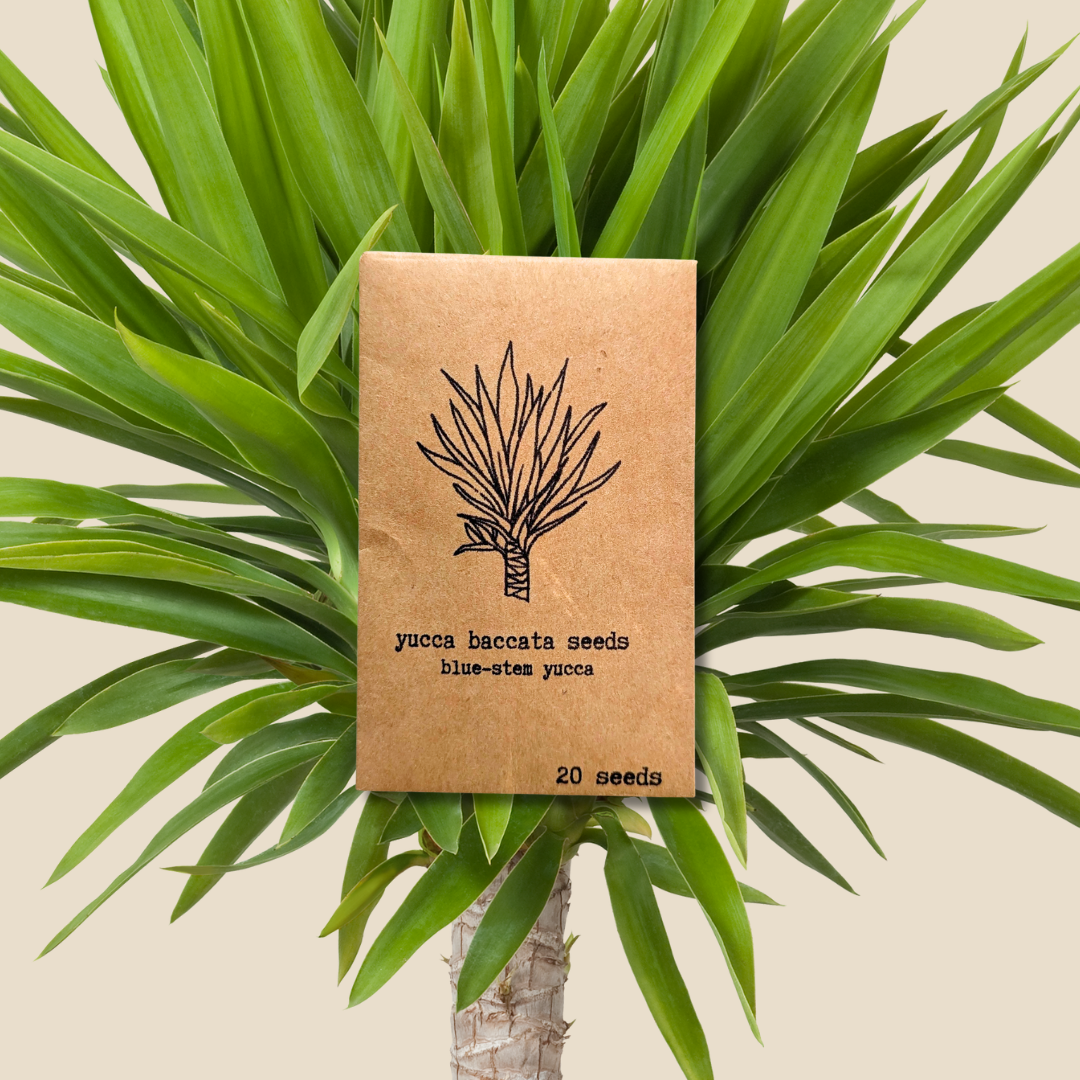 Yucca Plus Yucca Baccata 'Blue Stem Yucca' Seeds – Orchid Stuff Plus