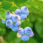50 SOUTHERN HIGHBUSH BLUEBERRY Pre-Stratified Vaccinium Corymbosum Blue Berry Fruit Bush Shrub Seeds