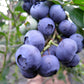 50 SOUTHERN HIGHBUSH BLUEBERRY Pre-Stratified Vaccinium Corymbosum Blue Berry Fruit Bush Shrub Seeds