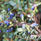 50 SOUTHERN HIGHBUSH BLUEBERRY Pre-Stratified Vaccinium Corymbosum Blue Berry Fruit Bush Shrub Seeds