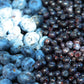 20 Common BILBERRY Fruit Shrub European Blueberry Vaccinium Myrtillus Seeds