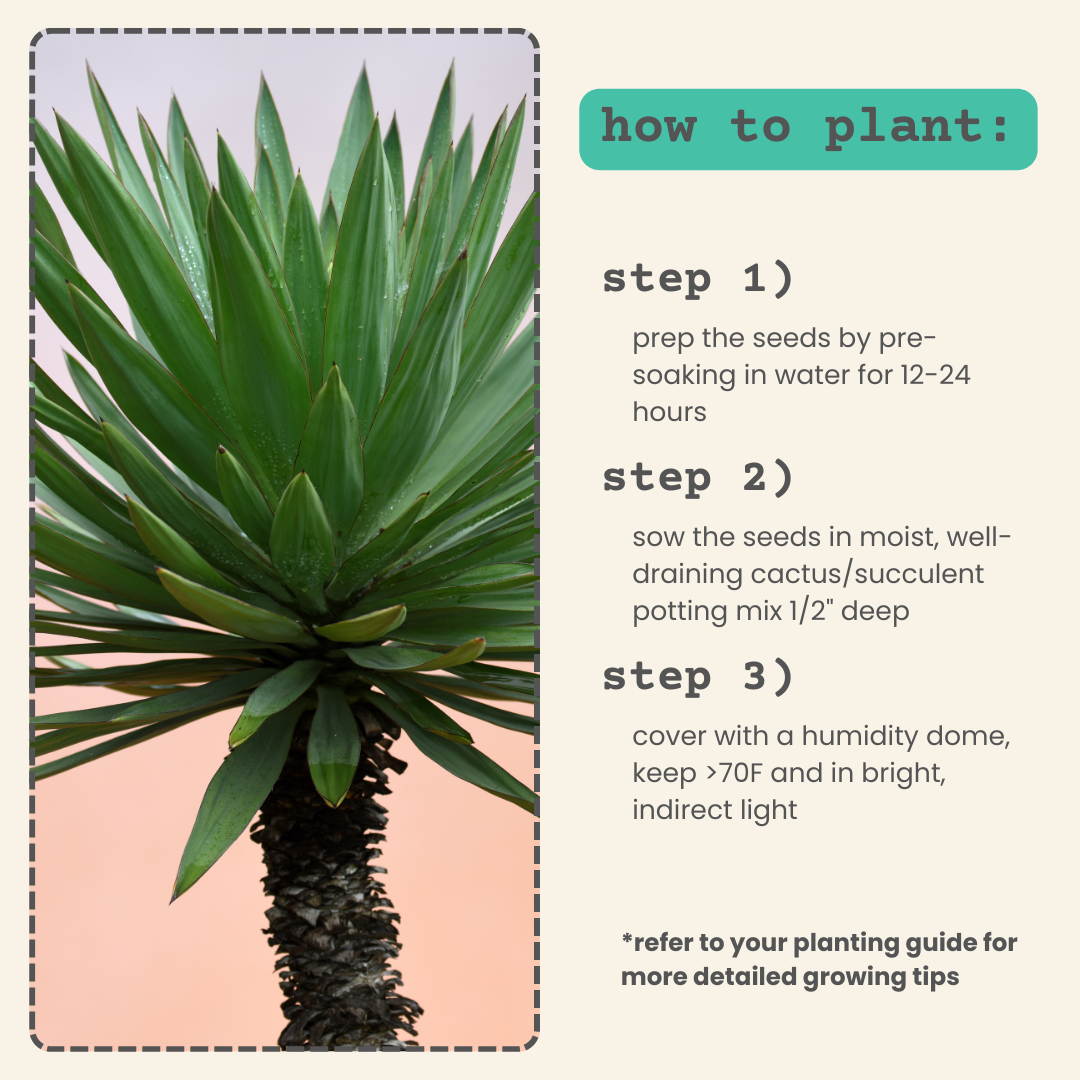 Yucca Plus Yucca Baccata 'Blue Stem Yucca' Seeds – Orchid Stuff Plus