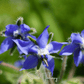 Blue Borage – 100 Seeds