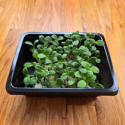 Borage Microgreens Seeds