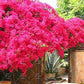 Bougainvillea Ornamental Red Flowers - 50 Seeds