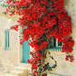 Bougainvillea Ornamental Red Flowers - 50 Seeds
