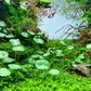 Brazilian Pennywort/Hydrocotyle Leucocephala (5+ shoots ~2-3 leaves each)