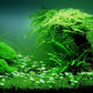 Brazilian Pennywort/Hydrocotyle Leucocephala (5+ shoots ~2-3 leaves each)