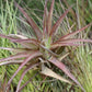 Tillandsia Brachycaulos