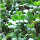 Broccoli for Microgreens