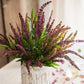 Buddleja Butterfly Bush Bundle 18" Tall