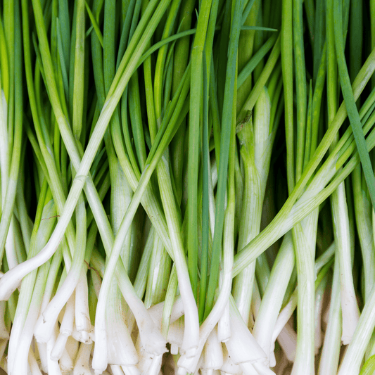 Tokyo Long White Bunching Onions Seeds
