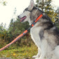 TrueLove Nylon Bungee Dog Leash TLL2271