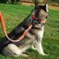 TrueLove Nylon Bungee Dog Leash TLL2271