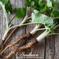 Burdock – 50 Seeds