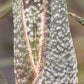 Tillandsia Butzii Air plant