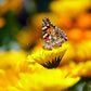 250 YELLOW DAISY Chrysanthemum Multicaule Mini Marguerite Flower Seeds
