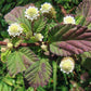 100 AZTEC SWEET HERB aka Honeyherb, Lippia, Mayan Mint, Dulce Buttons. Lippia Dulcis Phyla White Flower Seeds