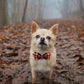 Adjustable Collars for Small Medium Large Dogs and Cats