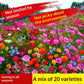 Easy-to-grow Outdoor Flower Seeds For Your Yard
