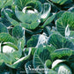 Copenhagen Market Cabbage – 100 Seeds