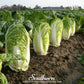 Napa Michihili Heading Cabbage – 100 Seeds