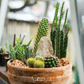 Cactus Mix – 30 Seeds