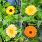 Calendula Beginner Grow Kit