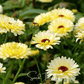 Ivory Princess Calendula – 50 Seeds
