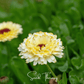 Ivory Princess Calendula – 50 Seeds