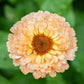 20 ZEOLIGHTS CALENDULA Officinalis MARIGOLD Flower Seeds Zeolight Coral Peach Apricot Pink