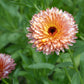 20 ZEOLIGHTS CALENDULA Officinalis MARIGOLD Flower Seeds Zeolight Coral Peach Apricot Pink