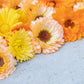 20 ZEOLIGHTS CALENDULA Officinalis MARIGOLD Flower Seeds Zeolight Coral Peach Apricot Pink
