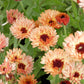 20 ZEOLIGHTS CALENDULA Officinalis MARIGOLD Flower Seeds Zeolight Coral Peach Apricot Pink