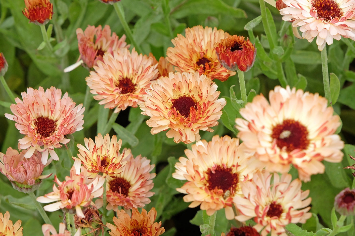 20 ZEOLIGHTS CALENDULA Officinalis MARIGOLD Flower Seeds Zeolight Coral Peach Apricot Pink