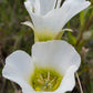 30 Calochortus gunnisonii Seeds | Rocky Mountain Mariposa Lily | Gunnison Mariposa Lily | Native Perennial Wildflower