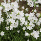 500 White PEACH LEAVED BELLFLOWER Campanula Persicifolia Flower Seeds